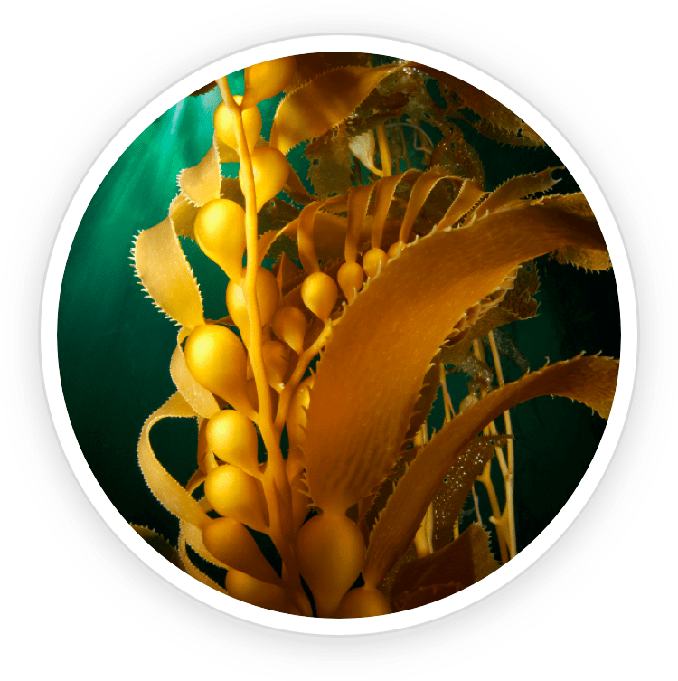 Kelp powder
