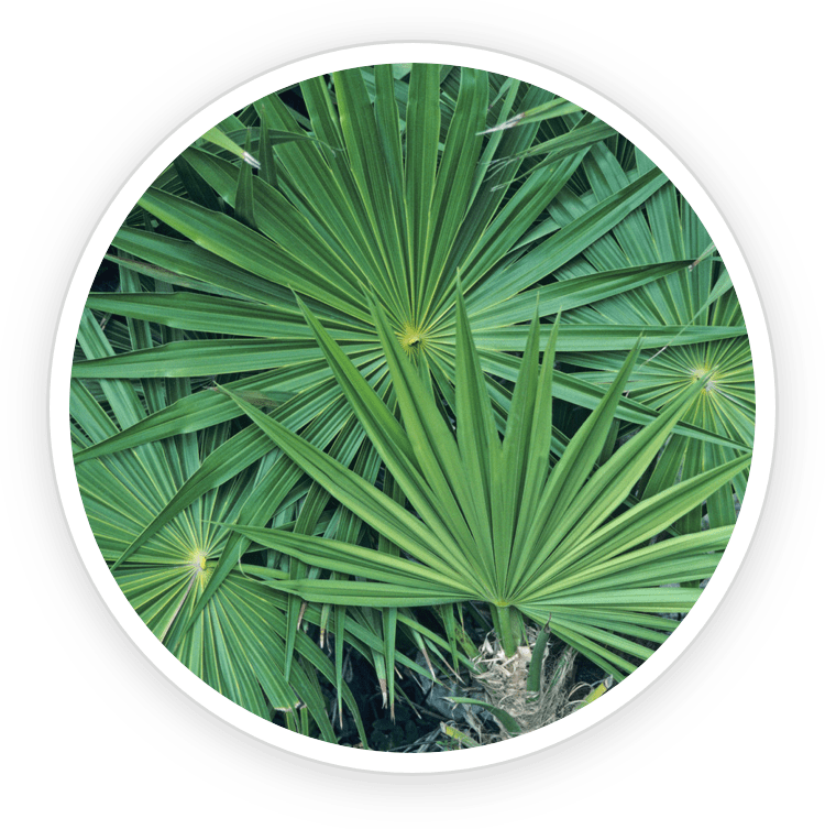 Saw Palmetto berries