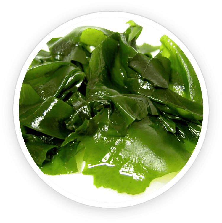 Wakame seaweed